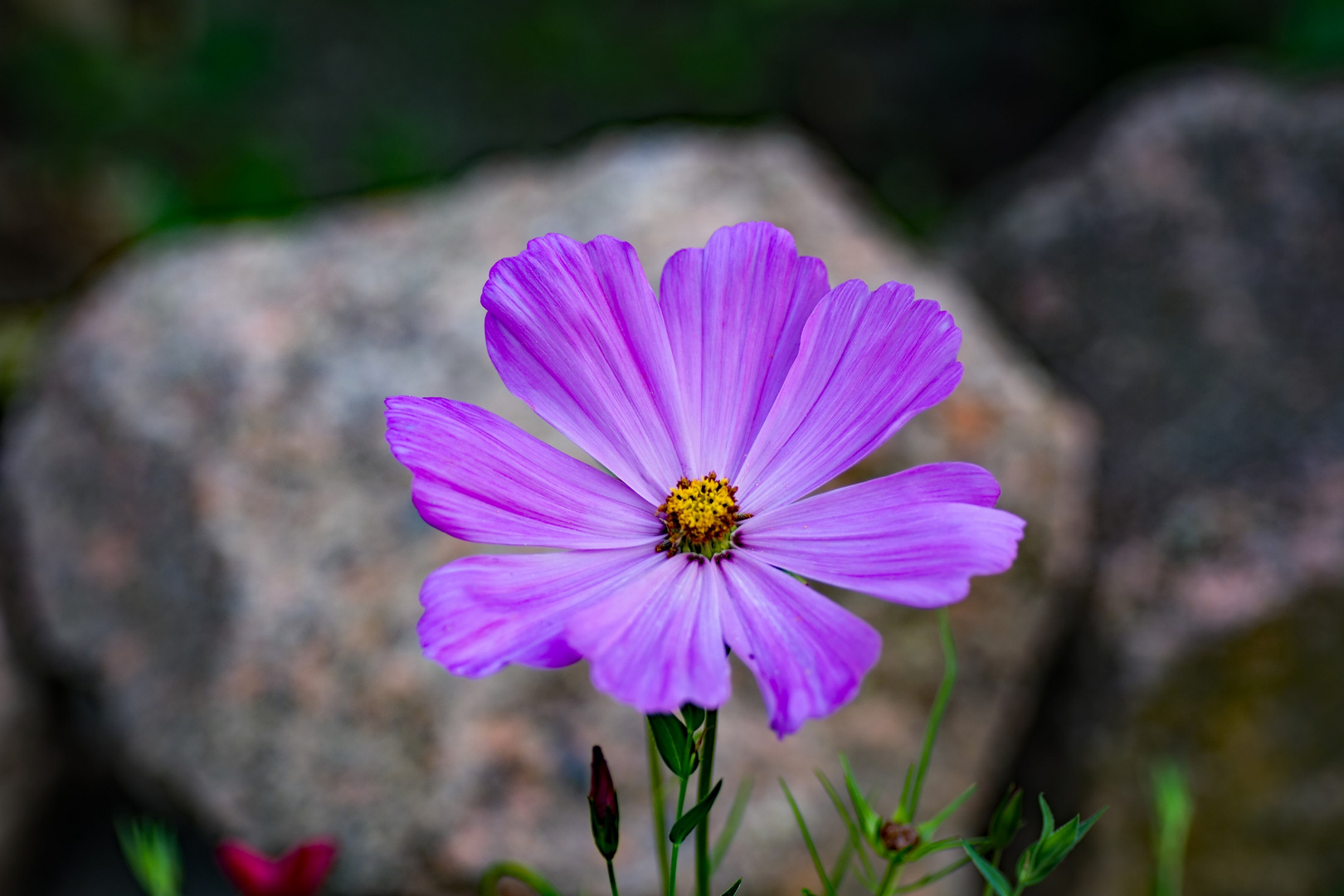 Die Cosmea oder das Schmuckkörbchen