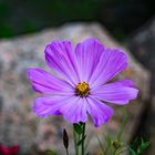 Die Cosmea oder das Schmuckkörbchen