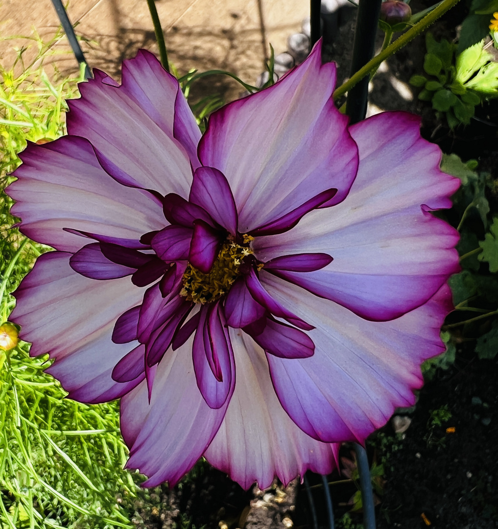 die Cosmeen blühen jetzt in meinem kleinen Garten