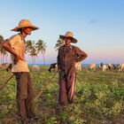 Die Cowboys von Ouidah