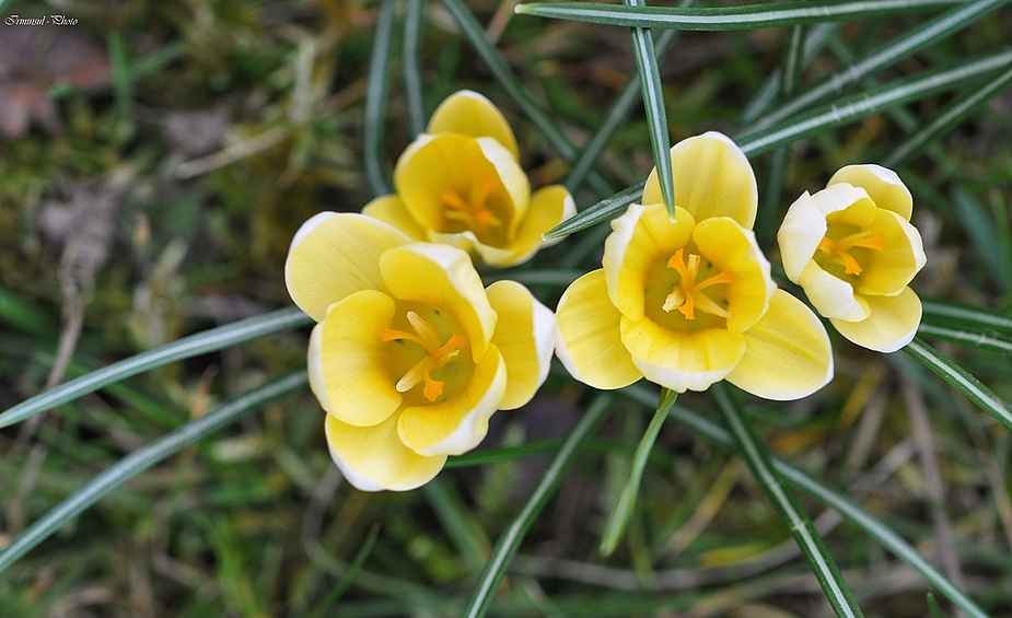 Die Crocus blühen auch....