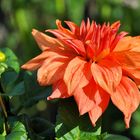 die Dahlia...