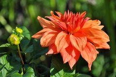 die Dahlia...