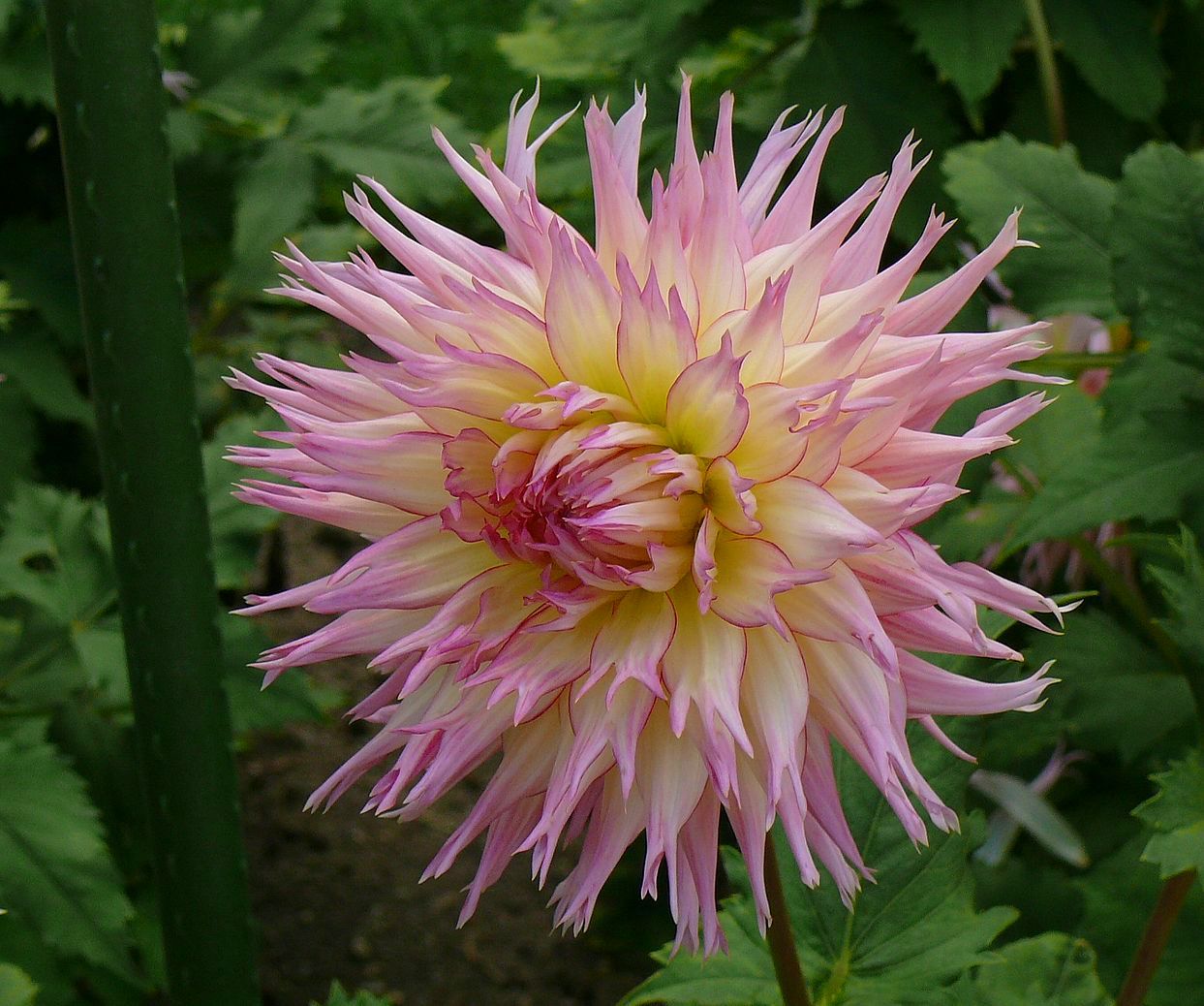 Die Dahlie aus dem Rosengarten