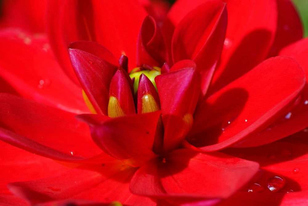 Die Dahlie, die " Königin des Herbstes". 12