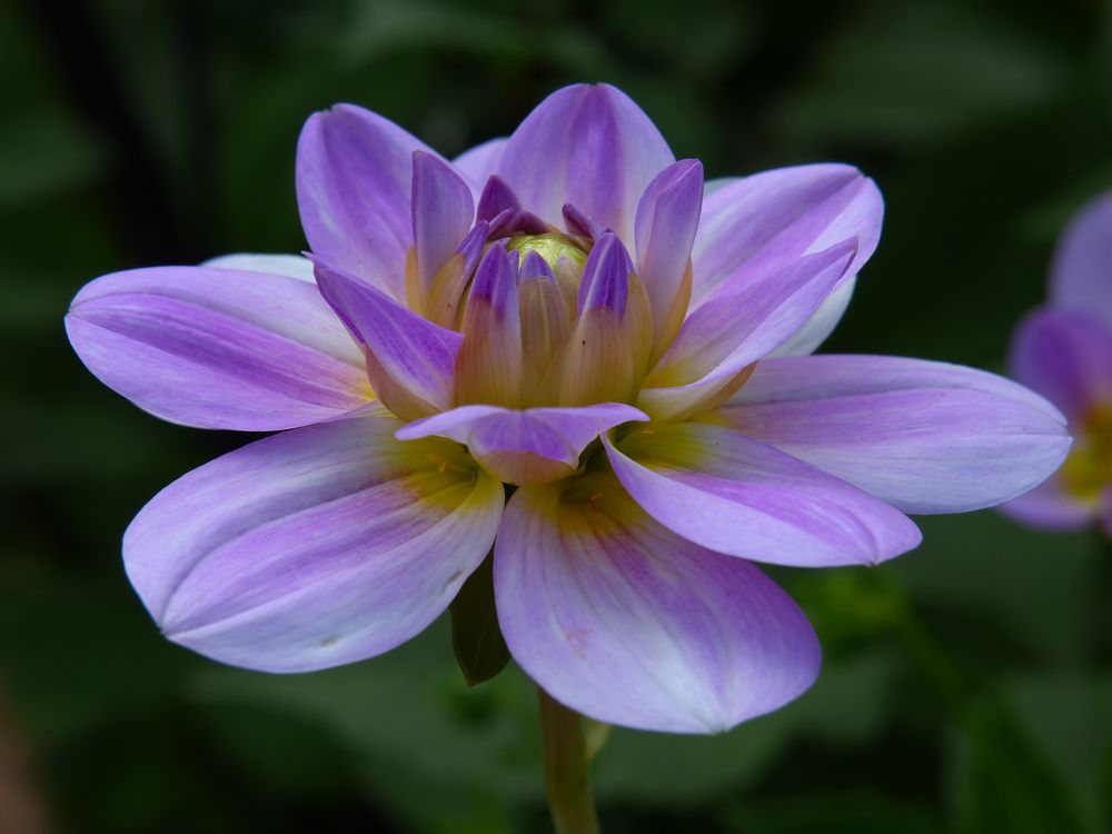 Die Dahlie, die " Königin des Herbstes". 21