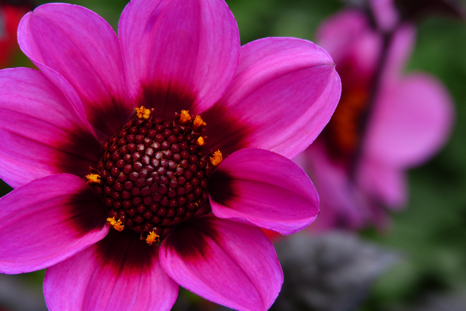 Die Dahlie, die " Königin des Herbstes". 8