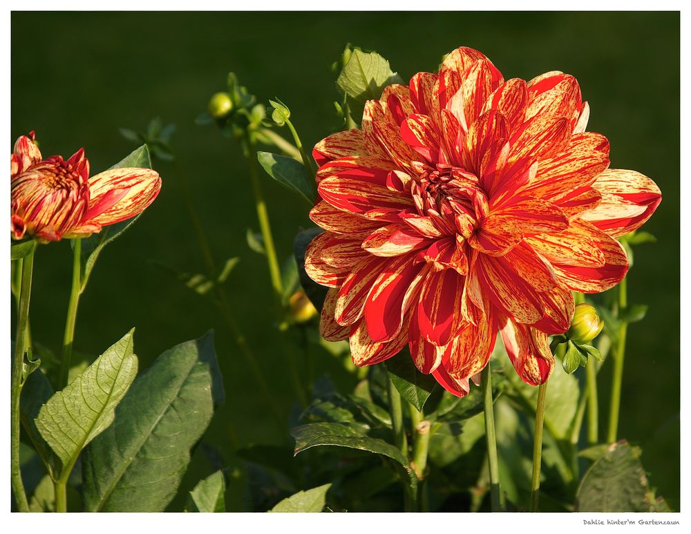 Die Dahlie hinter'm Gartenzaun