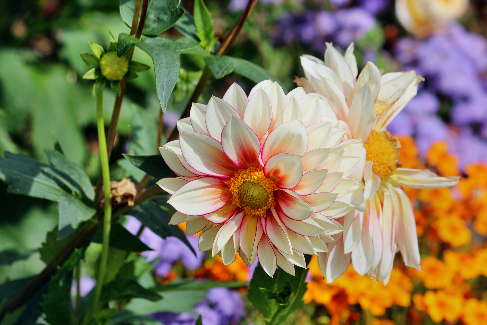 Die Dahlie ist die Königin des Herbst