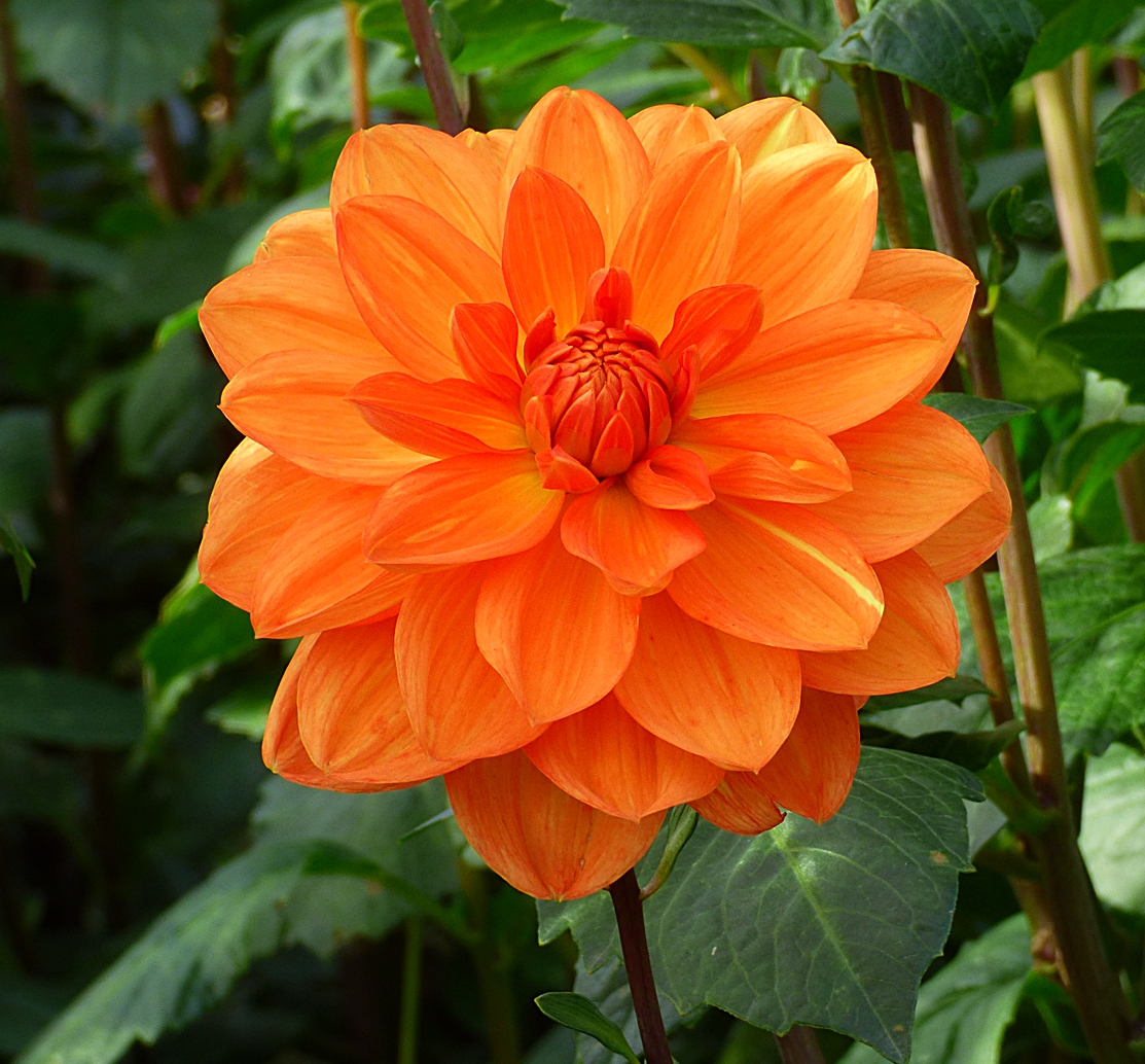 Die Dahlien . . . Foto & Bild projekte, mittwochsblümchen, thementage