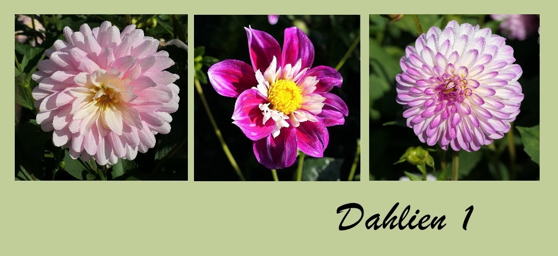 Die Dahlien . . .