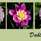 Die Dahlien . . .