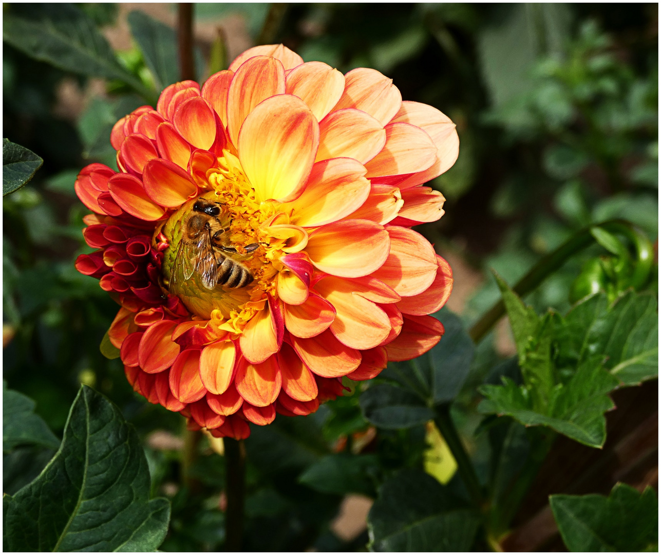 Die Dahlien blühen Foto & Bild natur, pflanzen, blüten Bilder auf