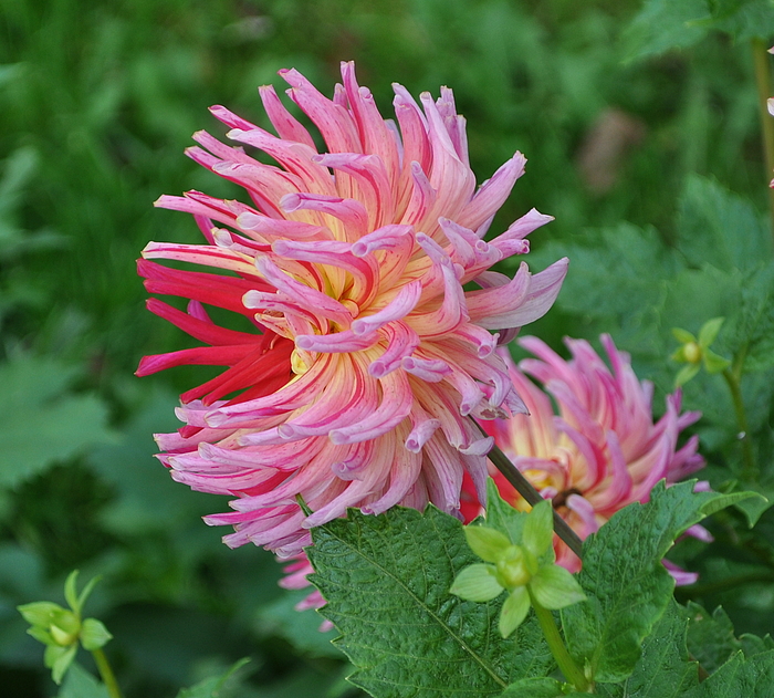 Die Dahlien blühen als hätte es keinen Sommer gegeben....