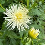 die Dahlien blühen auch schon