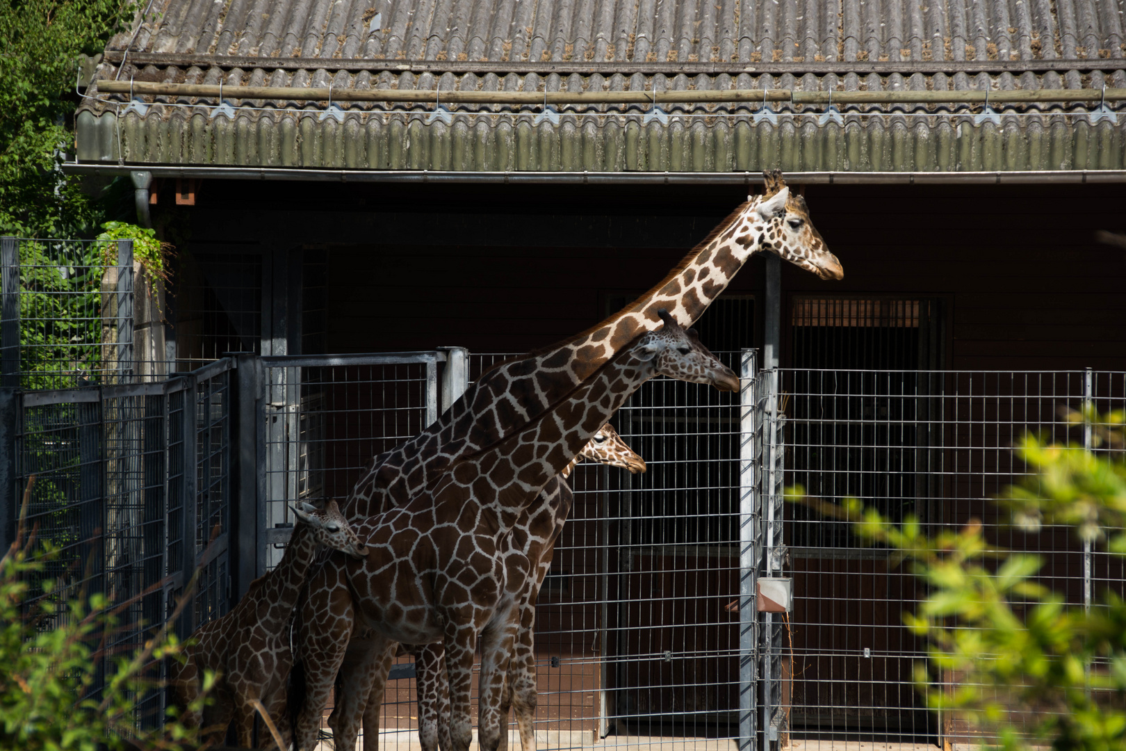 Die Daltons der Tiewelt