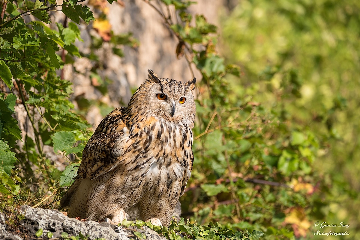 Die Dame aus Sibirien