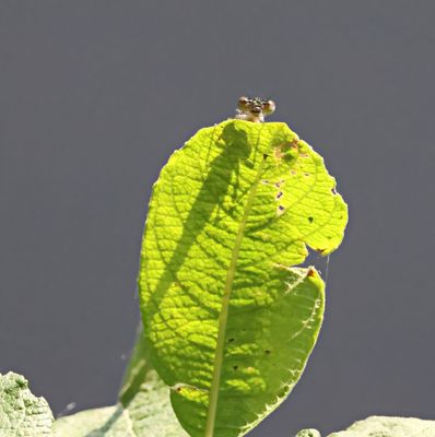 die Dame beobachtet mich :-)