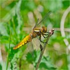 Die Dame der Plattbauchliellen (Libellula depressa) (2) . . .