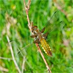 Die Dame der Plattbauchliellen (Libellula depressa) . . .