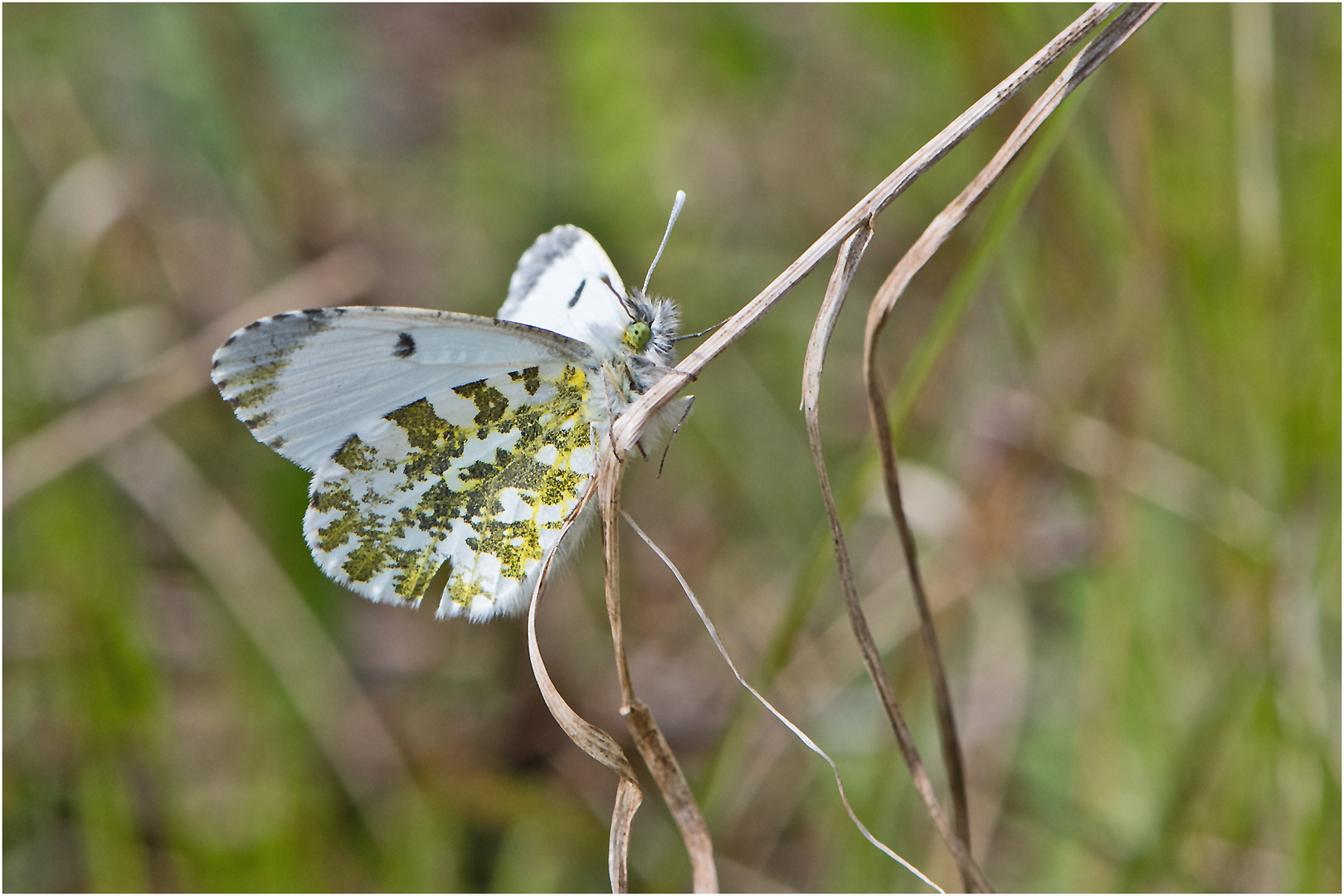 Die Dame des Aurorafalters (Anthocharis cardamines) . . .