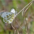 Die Dame des Aurorafalters (Anthocharis cardamines) . . .