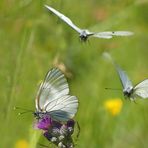 Die Dame erwartet Besuch