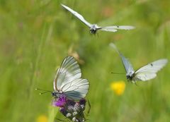 Die Dame erwartet Besuch