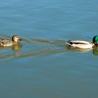 Die Dame im Kielwasser