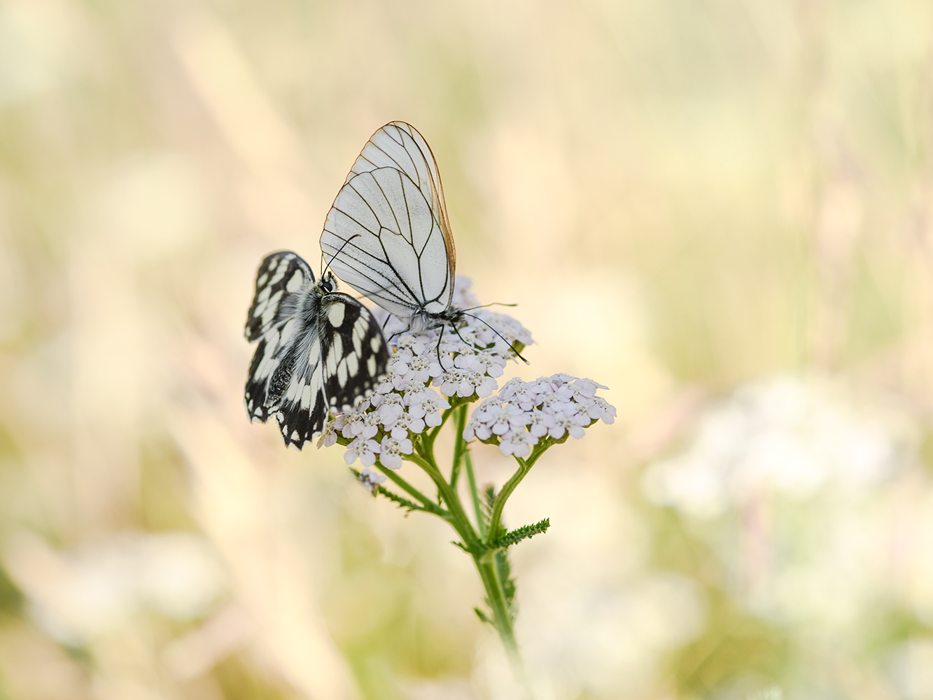 Die Dame in Weiss und der Herr im schwarzen Frack