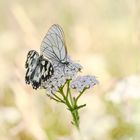 Die Dame in Weiss und der Herr im schwarzen Frack