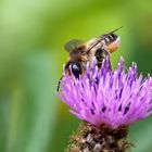 Die Dame - Totholz-Blattschneiderbiene oder Große Garten-Blattschneiderbiene