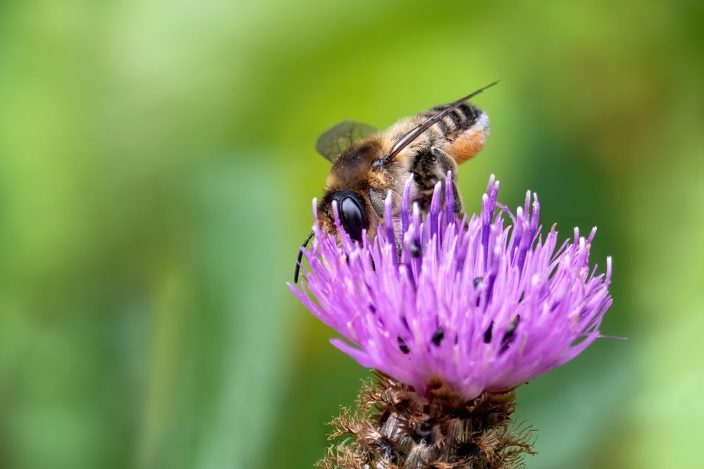 Die Dame - Totholz-Blattschneiderbiene oder Große Garten-Blattschneiderbiene