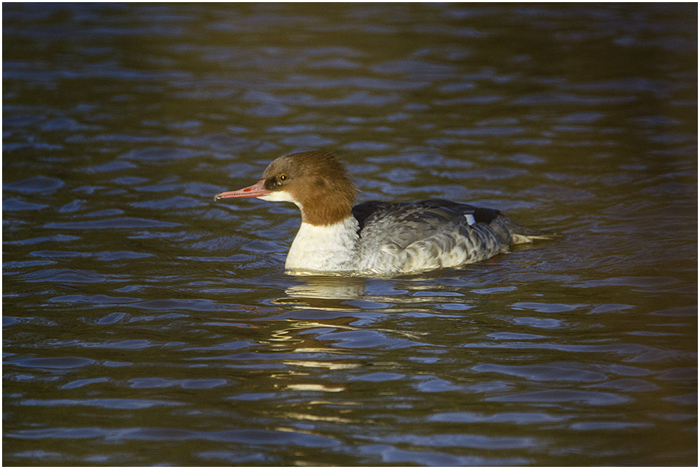 Die Damen der Gänsesäger . . .