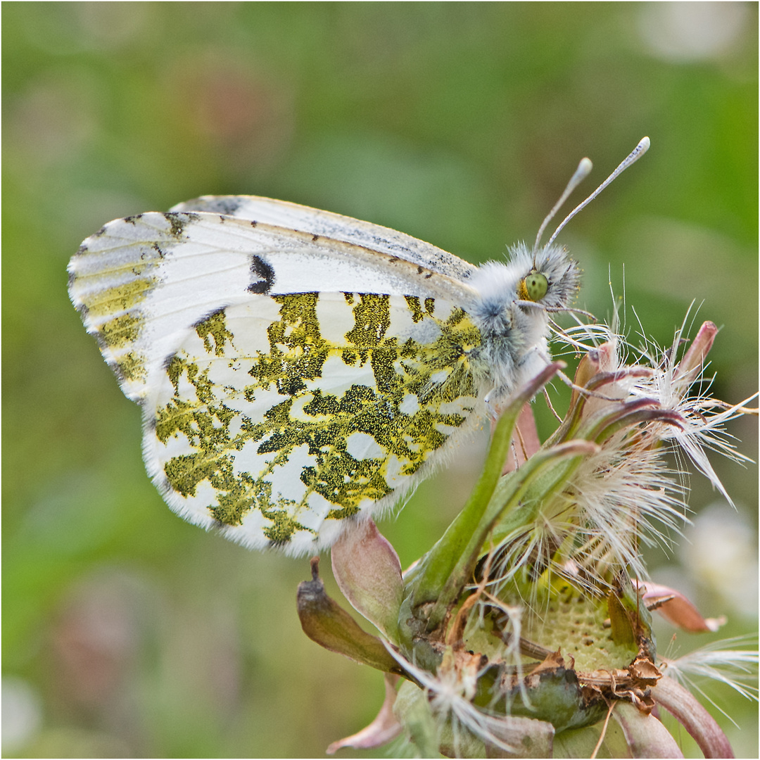 Die Damen des Aurorafalters (Anthocharis cardamines) waren . . .