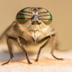 ! Die Damen mit den betörenden Augen sind wieder unterwegs !