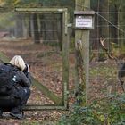 Die Damhirsch – Fotografin