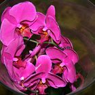 Die dankbaren Orchideen