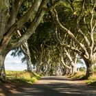 Die "Dark Hedges" in Nordirland (UK)