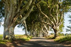 Die "Dark Hedges" in Nordirland (UK)