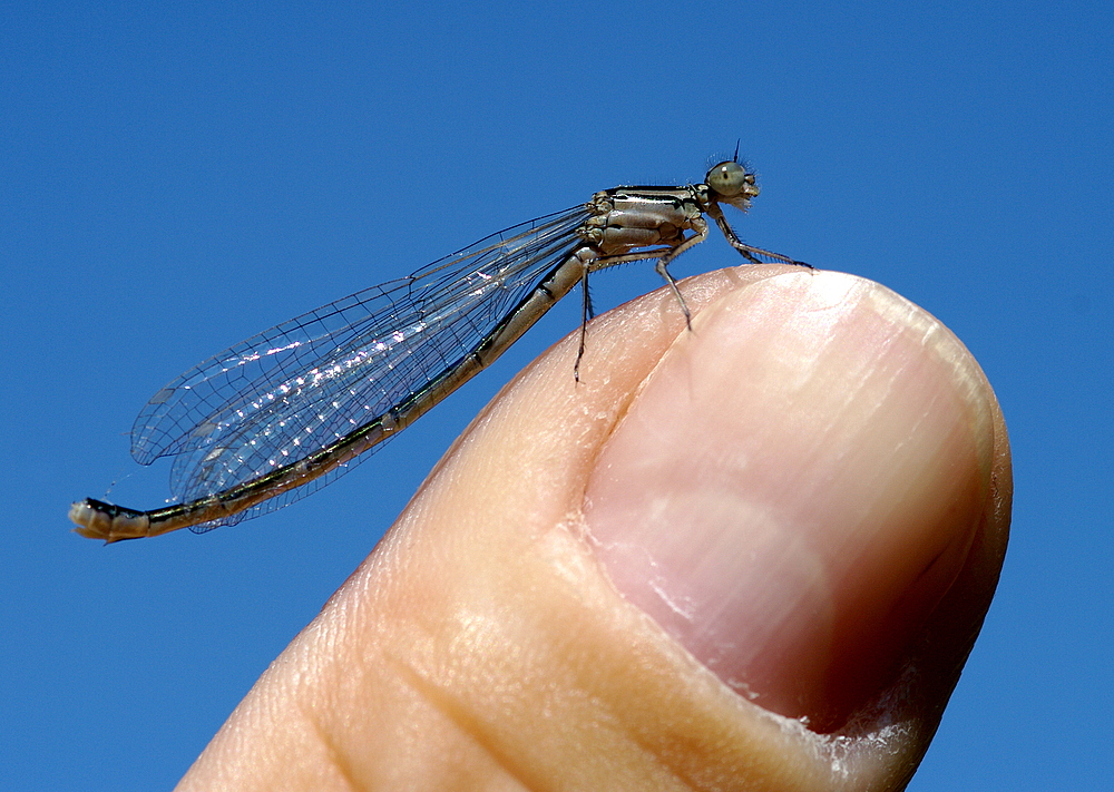 Die Daumen Libelle