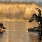 Die Debatte am Wasser – Kormorane unter sich