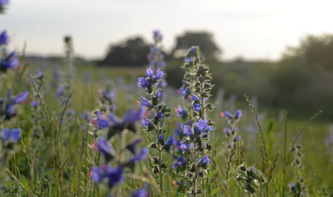 Die Deichblühte in Blau