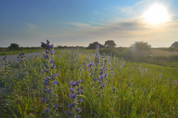 Die Deichblühte in Blau