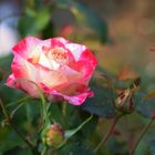 Die Delbard Rose