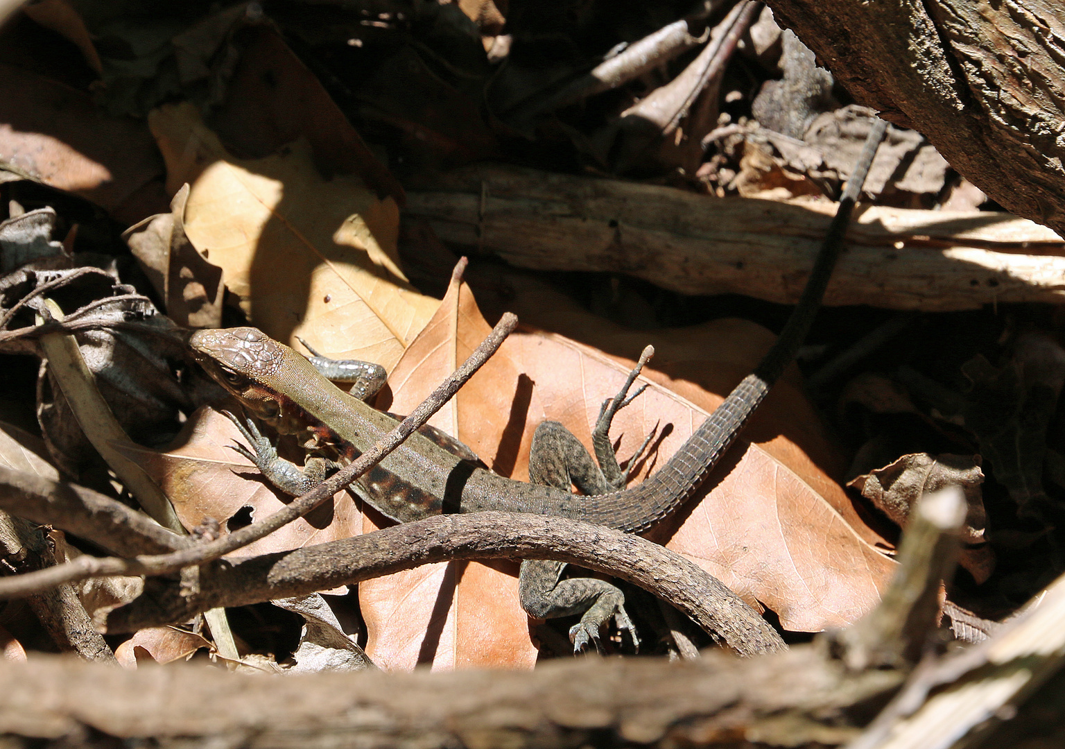 Die "Delicate Ameiva" Eidechse, Costa Rica