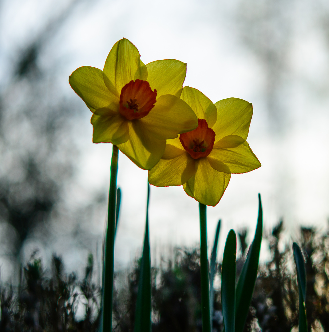 Die den Frühling hinaustrompeten