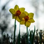 Die den Frühling hinaustrompeten