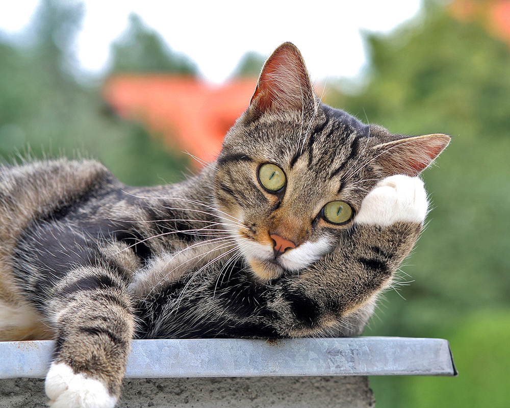 Die denkende Katze auf dem Dach