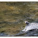 Die der Marie gewidmete Brot- und Wasseramsel...;-)))